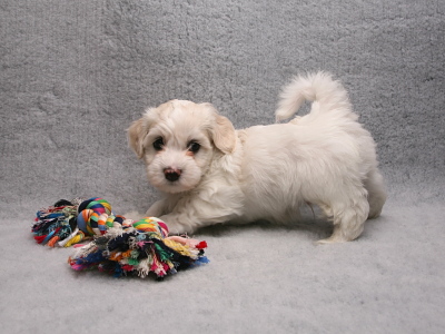 Bichon Havanais hvalp fra Kennel Miki Nanoq